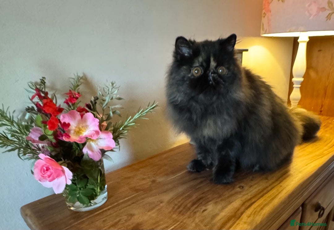 Persian cats for sale: Pretty Tortie Persian Girl - Image 2