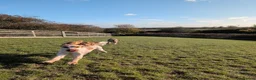 Cocker Spaniel dogs for stud: 🌟 Stunning Orange Roan Cocker for Stud 🌟 in Gillingham - Advert 4