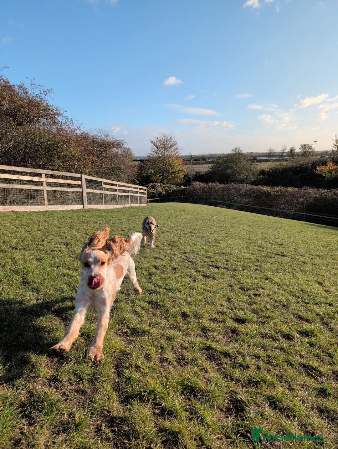 Cocker Spaniel dogs for stud: 🌟 Stunning Orange Roan Cocker for Stud 🌟 in Gillingham - Advert 4