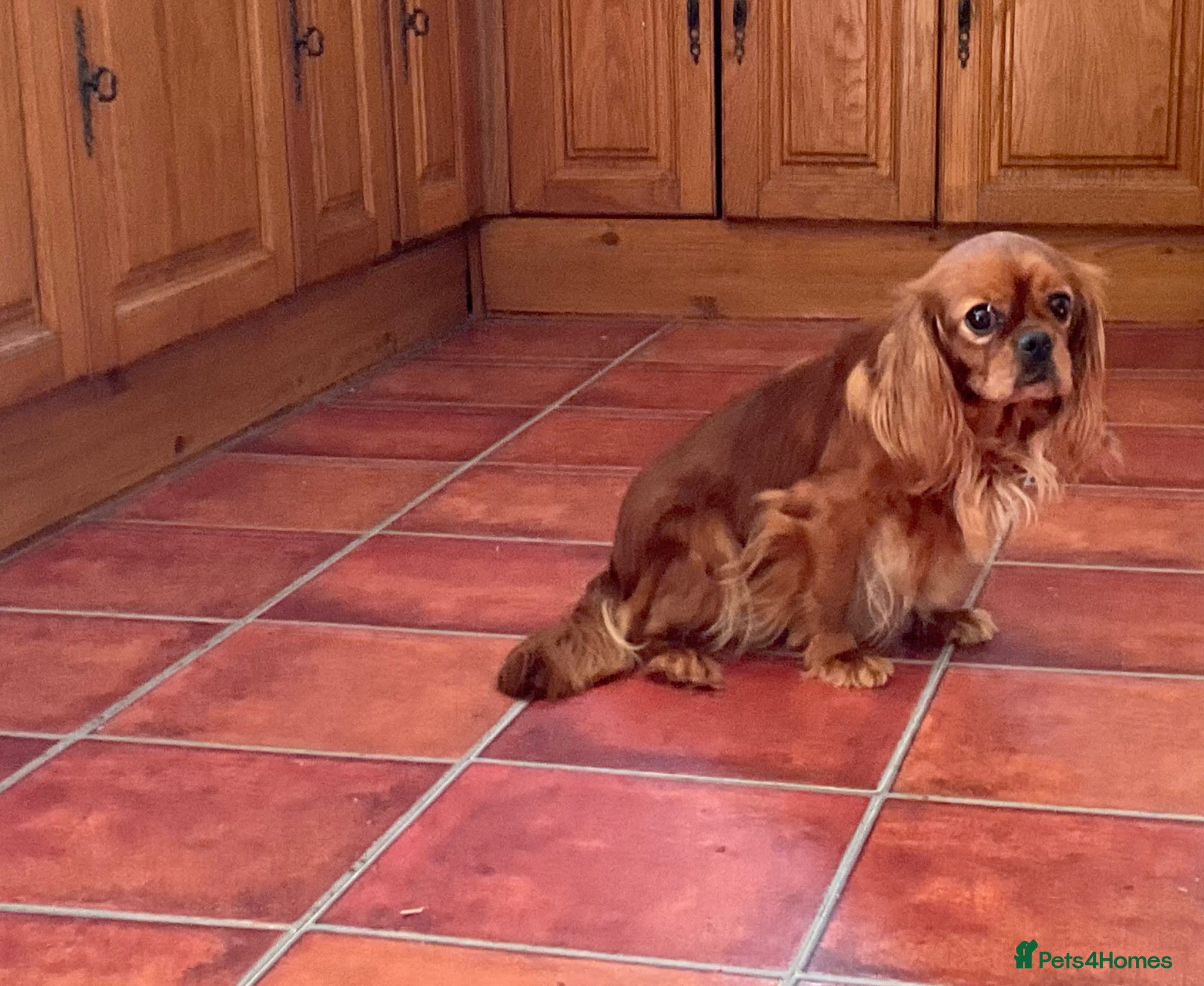 Cavalier King Charles Spaniel dogs Ruby Cavalier King Charles Spaniel Puppy’s  - Advert 1