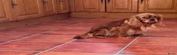 Cavalier King Charles Spaniel dogs for sale: Ruby Cavalier King Charles Spaniel Puppy’s  - Advert 8