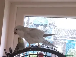 Parrots birds Quaker Parrot - Advert 9