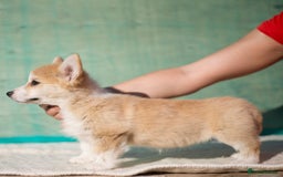 Welsh Corgi Pembroke dogs for sale: Welsh Corgi Pembroke Puppies with Pedigree! - Image 6