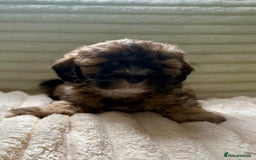 Lhasapoo dogs for sale: F2 Lhasapoo puppies - Image 3