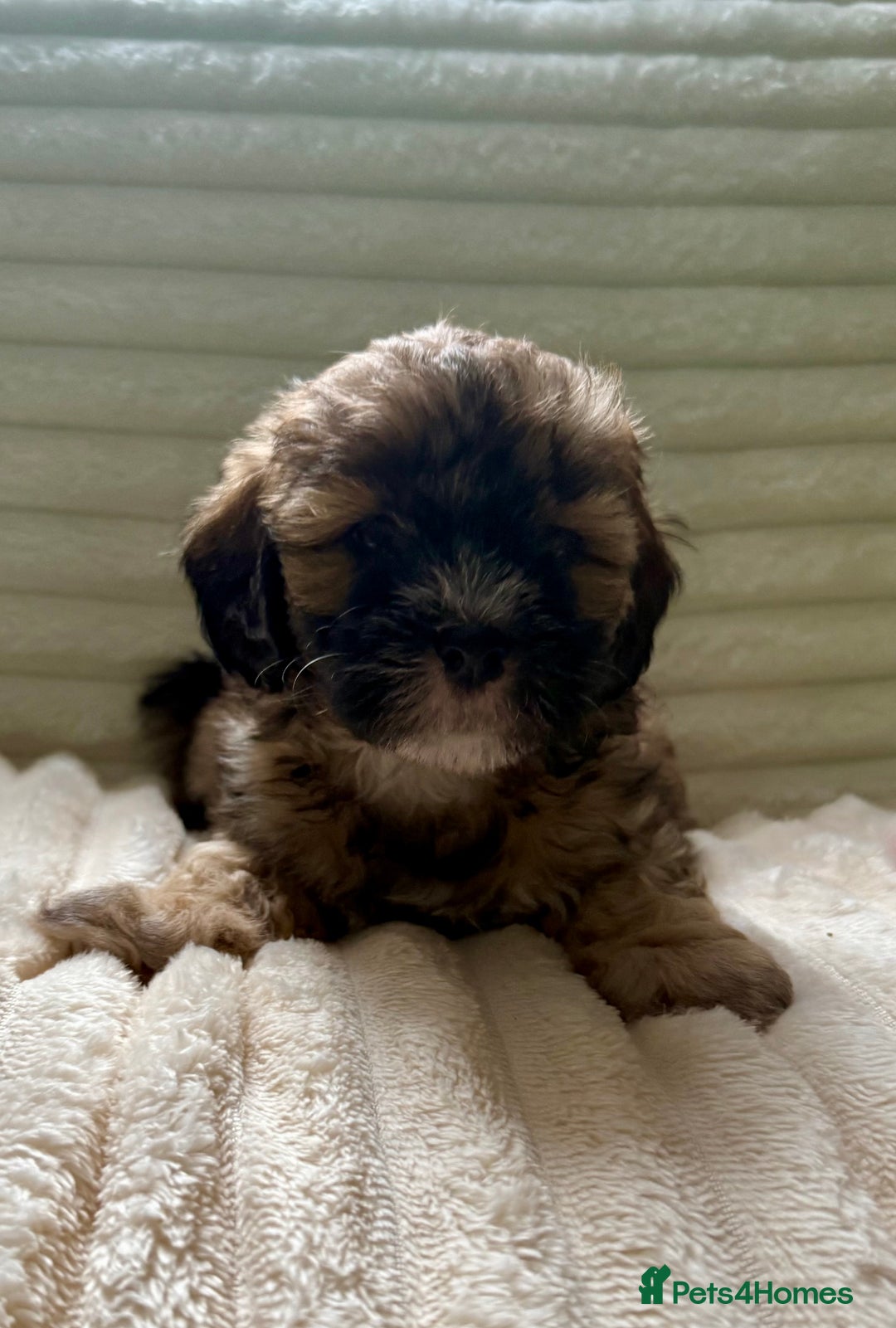 Lhasapoo dogs for sale: F2 Lhasapoo puppies - Image 3