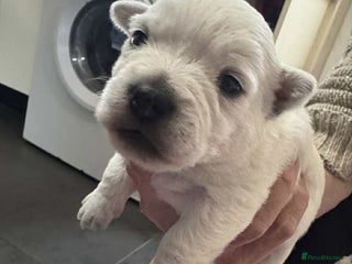 West Highland Terrier dogs Beautiful West Highland Terrier's - Advert 15
