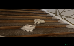 Ragdoll cats for sale: GCCF ragdoll kittens  - Image 3