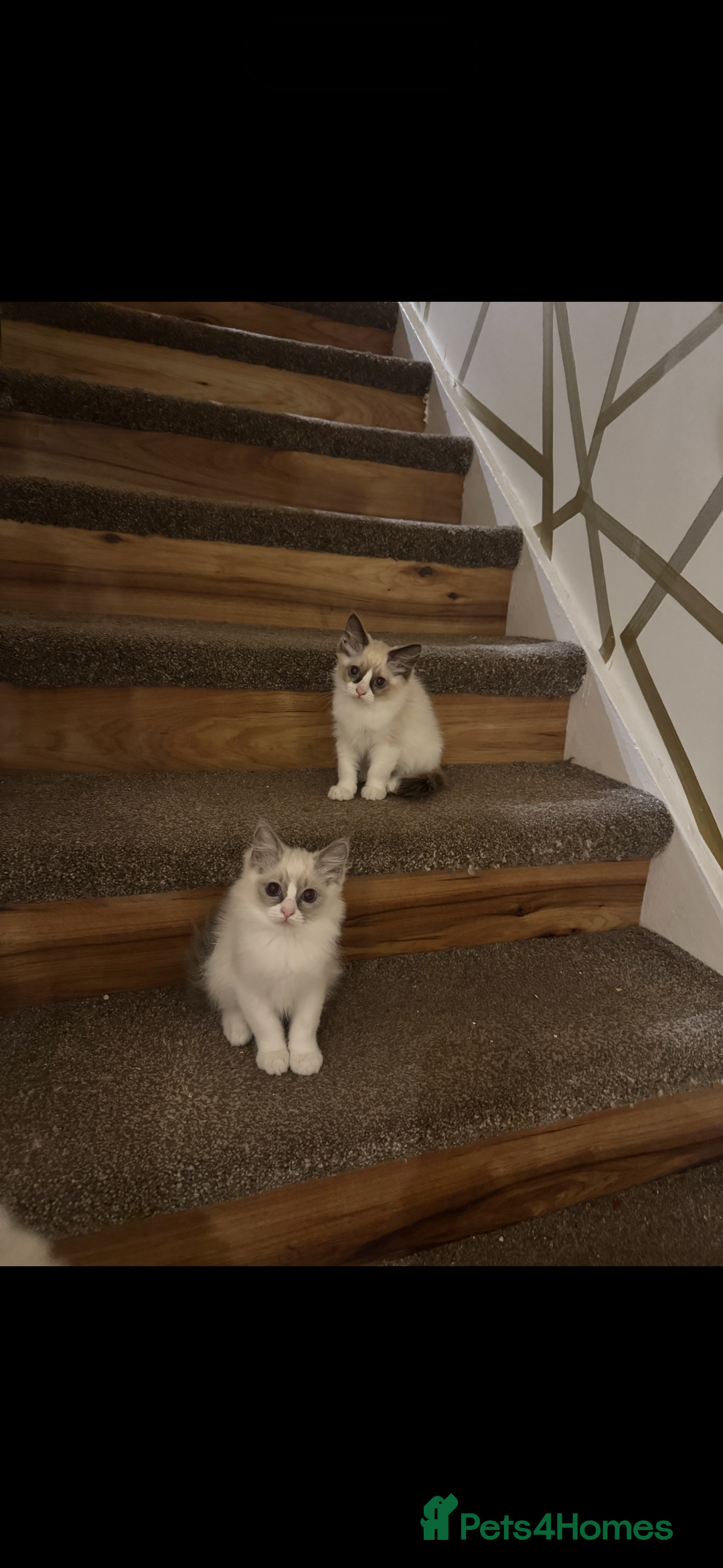 Ragdoll cats for sale: GCCF ragdoll kittens  - Image 3