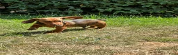 Dachshund dogs for sale: Wire haired & smooth recessives dachshunds - Advert 2