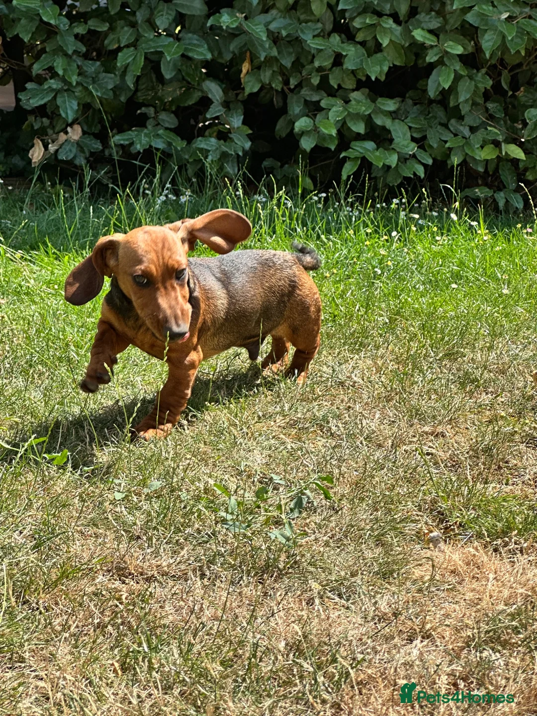 Dachshund dogs for sale: Wire haired & smooth recessives dachshunds - Advert 2