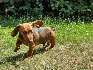 Dachshund dogs Wire haired & smooth recessives dachshunds - Advert 2