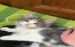 Maine Coon cats for sale: Beautiful Grey/White Part Maine Coon Kitten - Image 8