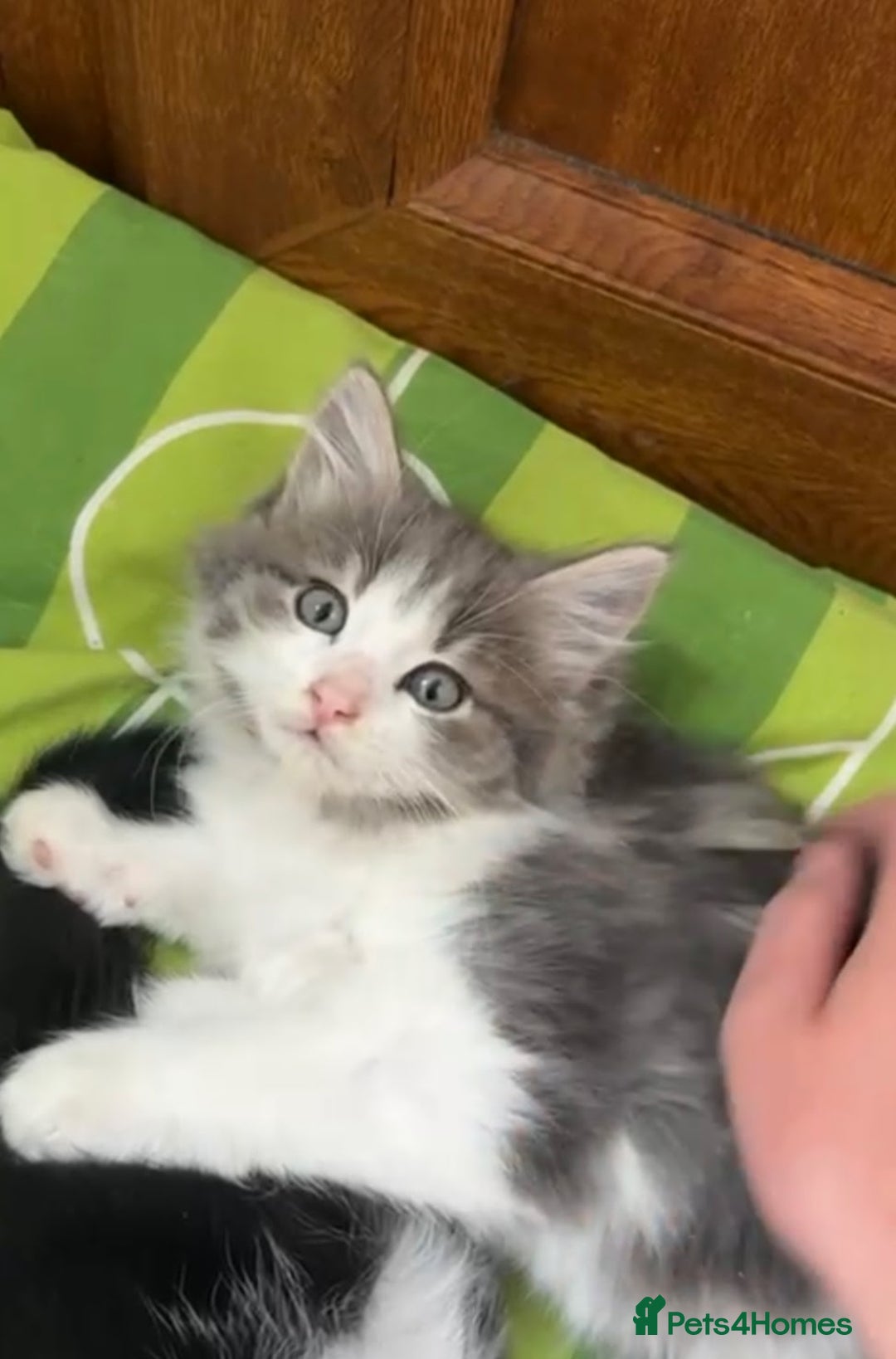 Maine Coon cats for sale: Beautiful Grey/White Part Maine Coon Kitten - Image 8