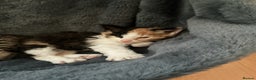 Domestic Shorthair cats for sale: Black-white-Ginger kitten - Advert 8
