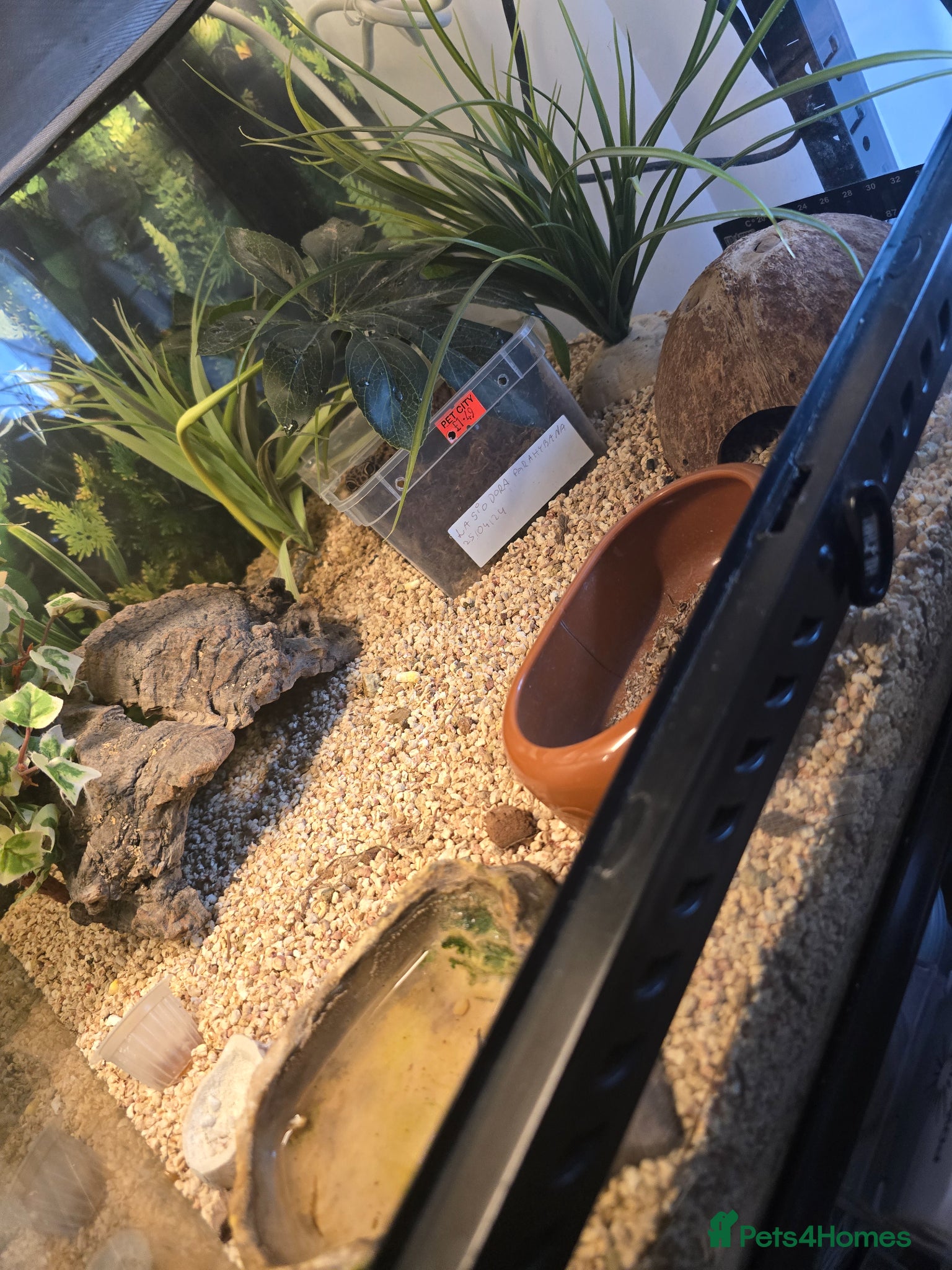 Mixed Breed reptiles for sale: Reptiles, Tarantulas & Enclosures for Sale in Bradford - Advert 4