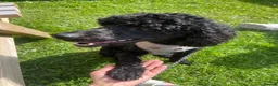 Poodle dogs for stud: Gorgeous poodle for stud only in Mold - Advert 5