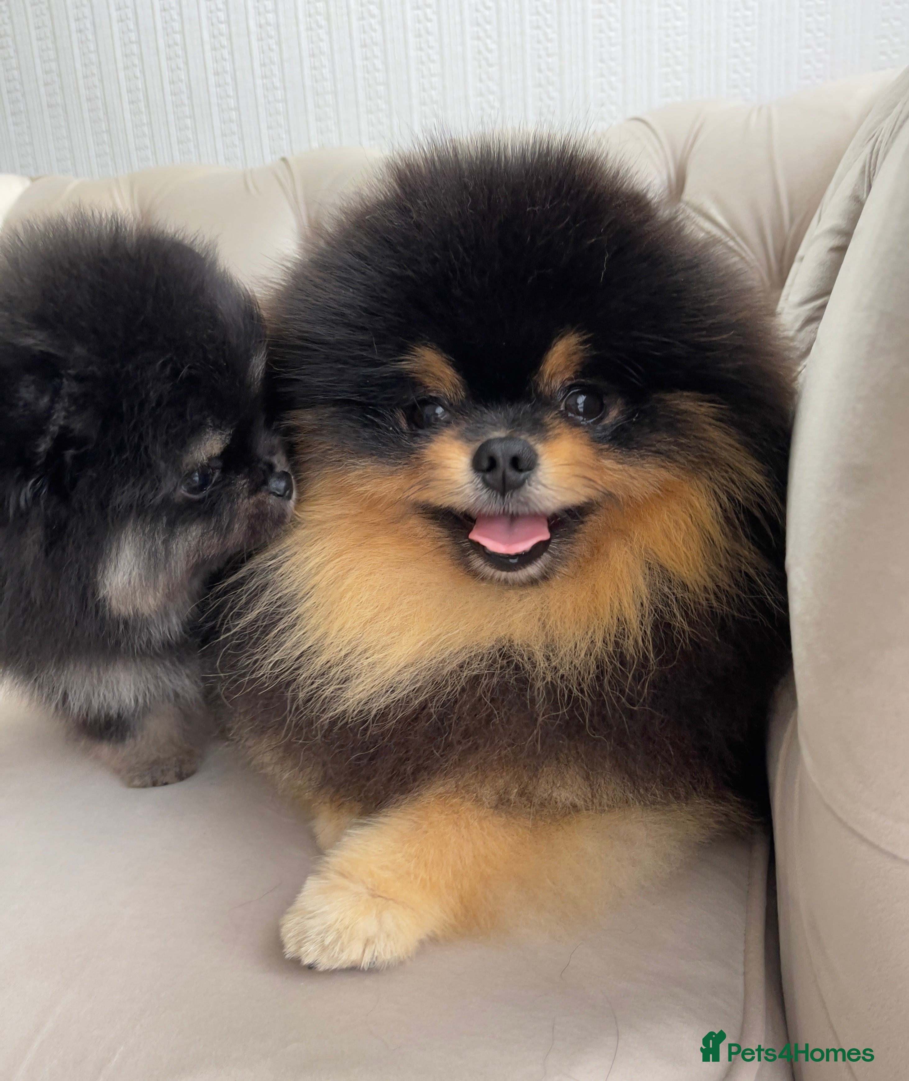 Pomeranian dogs Pomeranian Gentleman Available for Stud 🐾 - Advert 2