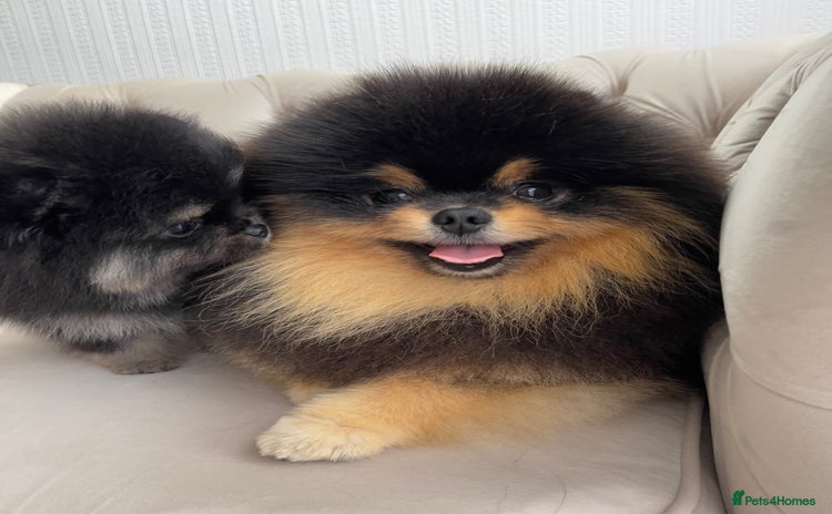 Pomeranian dogs - Advert 1