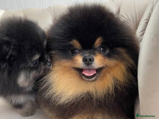 Pomeranian dogs - Advert 5