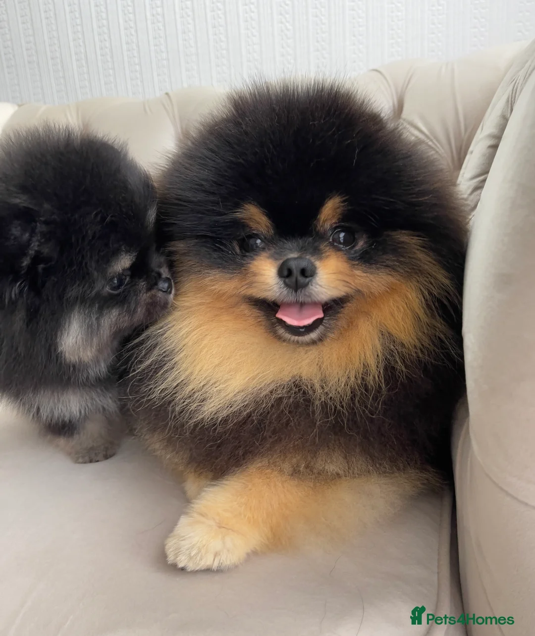 Pomeranian dogs for stud: Pomeranian Gentleman Available for Stud 🐾 - Advert 1