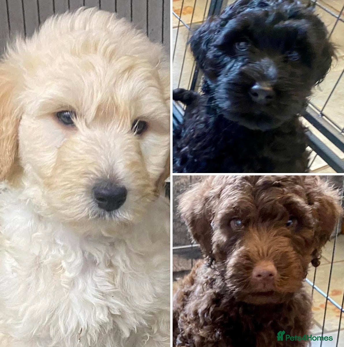Goldendoodle dogs LAST 3 LARGE PREMIUM MULTIGEN DOUBLE DOODLES 🐾🐾 - Advert 12