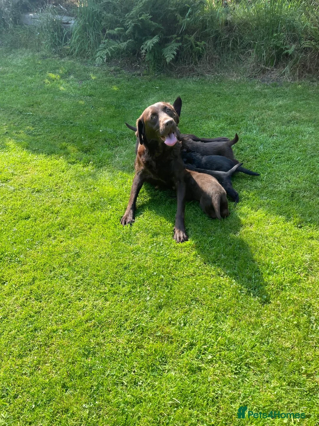 Borador dogs for sale: Lab x collie puppies  in Millom - Advert 1