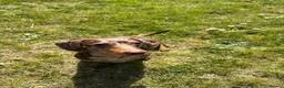 Miniature Dachshund dogs for stud: Miniature dachshund for stud - Advert 5