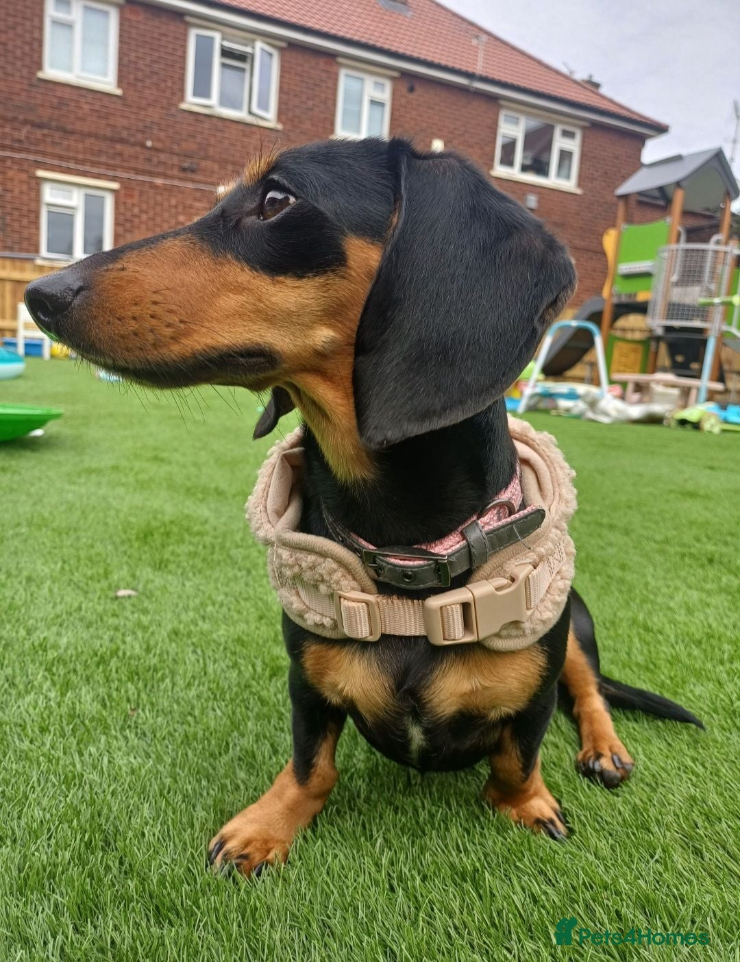 Dachshund dogs Daisy, 15 Months old - Advert 8