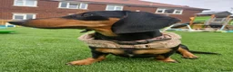 Dachshund dogs for sale: Daisy, 15 Months old - Advert 1