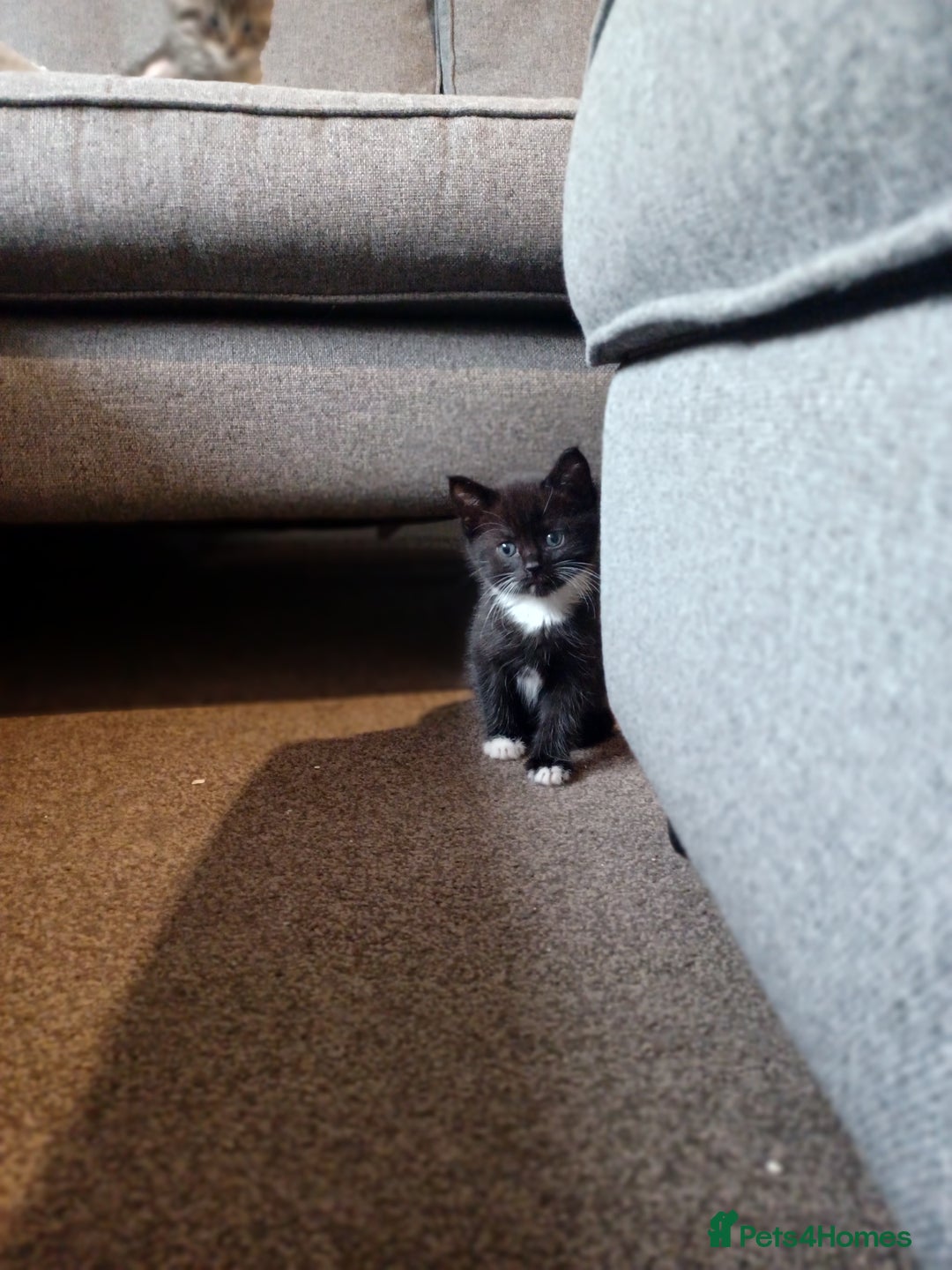 Maine Coon cats for sale: Little Half Main Coons - Advert 21