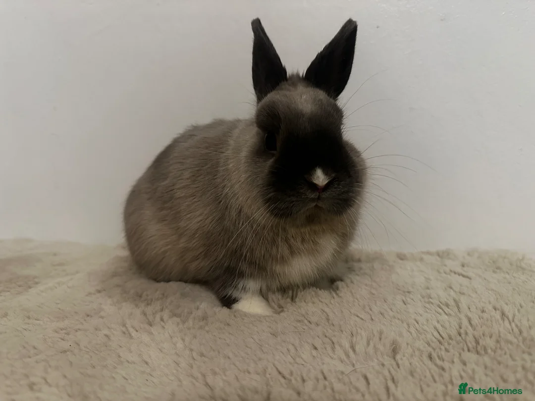 Netherland Dwarf rabbits for sale: Gorgeous Netherland dwarf  - Advert 2