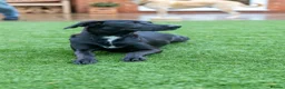Mixed Breed dogs for adoption: Lovely Lilly - Advert 13