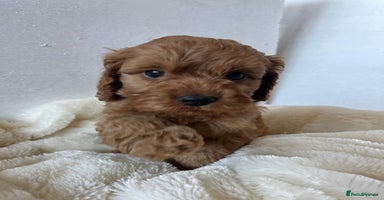 Cockapoo dogs - Advert 4