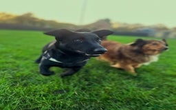 Dachshund dogs for adoption: Cute Gregory looking for LOVE - Image 5