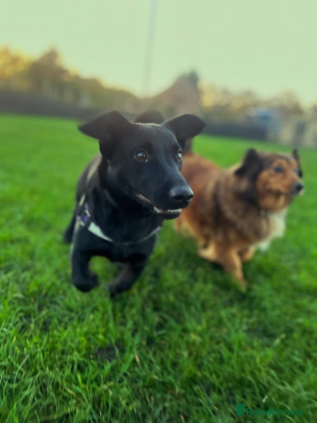 Dachshund dogs for adoption: Cute Gregory looking for LOVE - Image 5