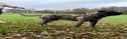 Presa Canario dogs for stud: Presa Canario STUD  in Salford - Advert 4