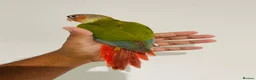 Conures birds for sale: Hand reared conures for sale  - Advert 4