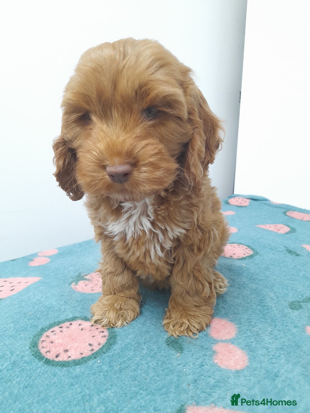 Cockapoo dogs for sale: Beautiful cockapoo puppies ready now - Advert 4