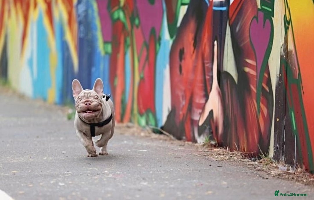 French Bulldog dogs for sale: Newshade Velvet Female Frenchie Pup - Advert 3