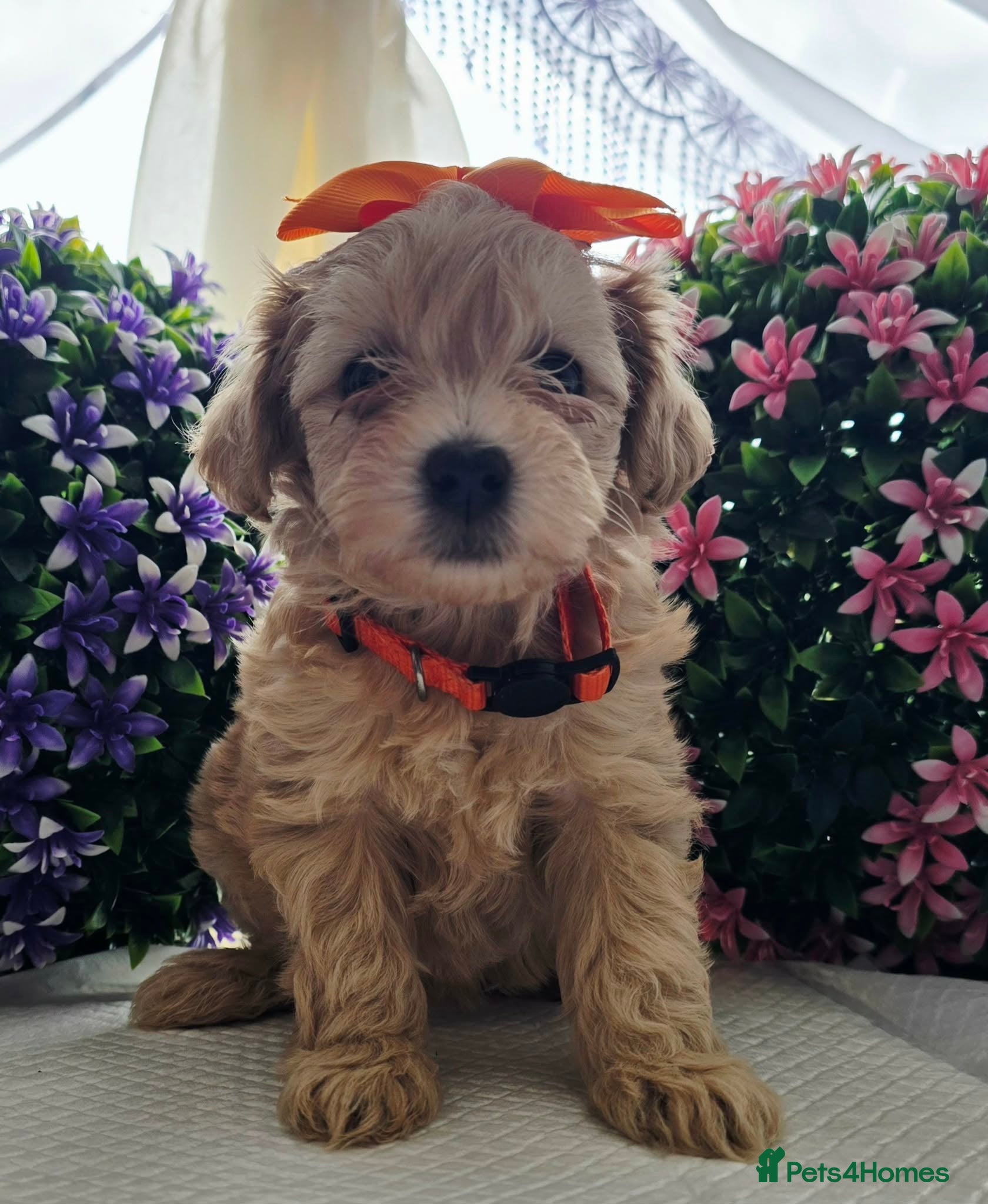 Maltipoo dogs Maltipoo.  3 girls 1 bou left . Ready in 2 weeks   - Advert 5