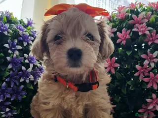Maltipoo dogs Maltipoo. 3 girls 1 bou left . Ready in 2 weeks - Advert 5
