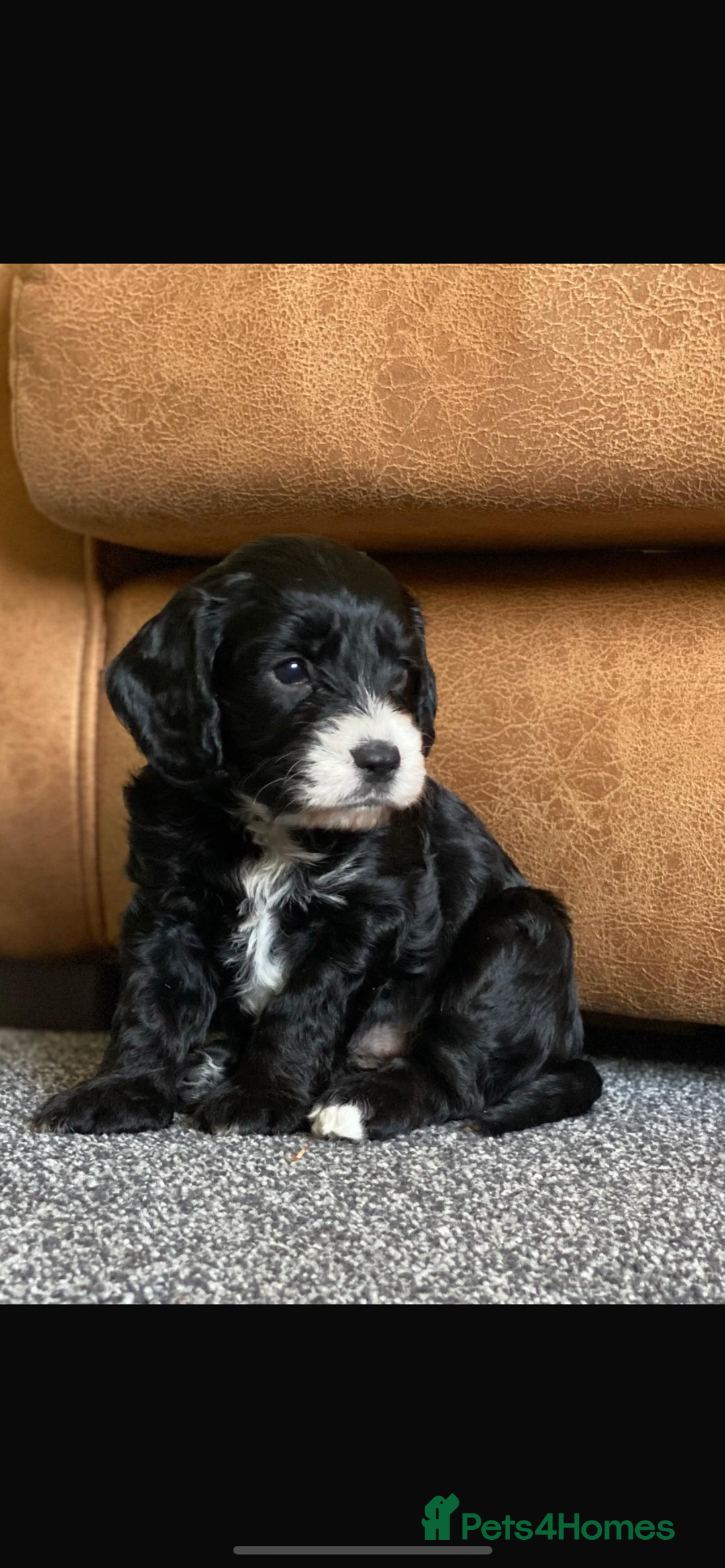 Poodle dogs for stud: GORGEOUS PHANTOM POODLE STUD  - Image 12