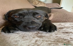 Mixed Breed dogs for sale: Hazel, Mastador, gorgeous friendly - Image 2