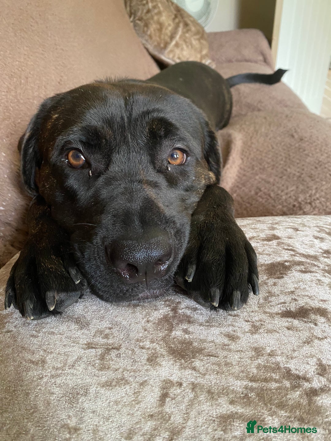 Mixed Breed dogs for sale: Hazel, Mastador, gorgeous friendly - Image 2
