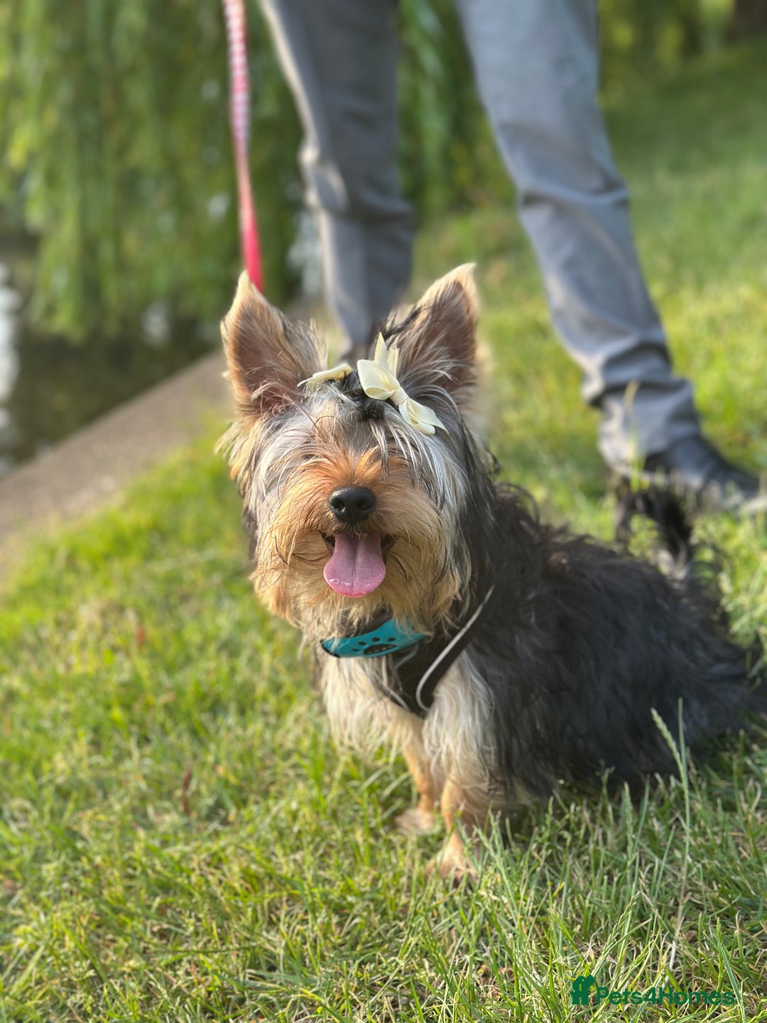 Yorkshire Terrier dogs for stud: A Charming Yorkshire Terrier Stud Looking for Love - Image 3