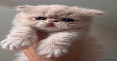 Exotic cats CHUNKY SHOW QUALITY MALE - Advert 4