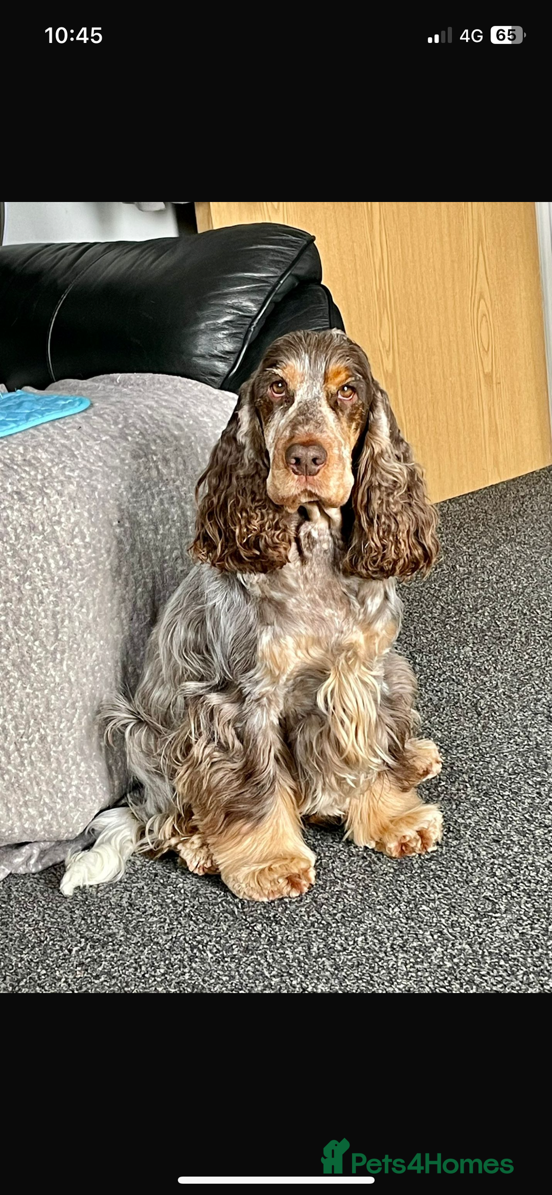 Cocker Spaniel dogs for sale: Cocker spaniel puppies  - Image 12