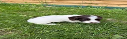 English Springer Spaniel dogs for sale: Well bred Springer Spaniel puppies  - Advert 6