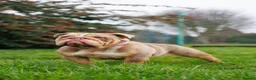 English Bulldog dogs for sale: ENGLISH BULLDOG FEMALE ADULT - Advert 2