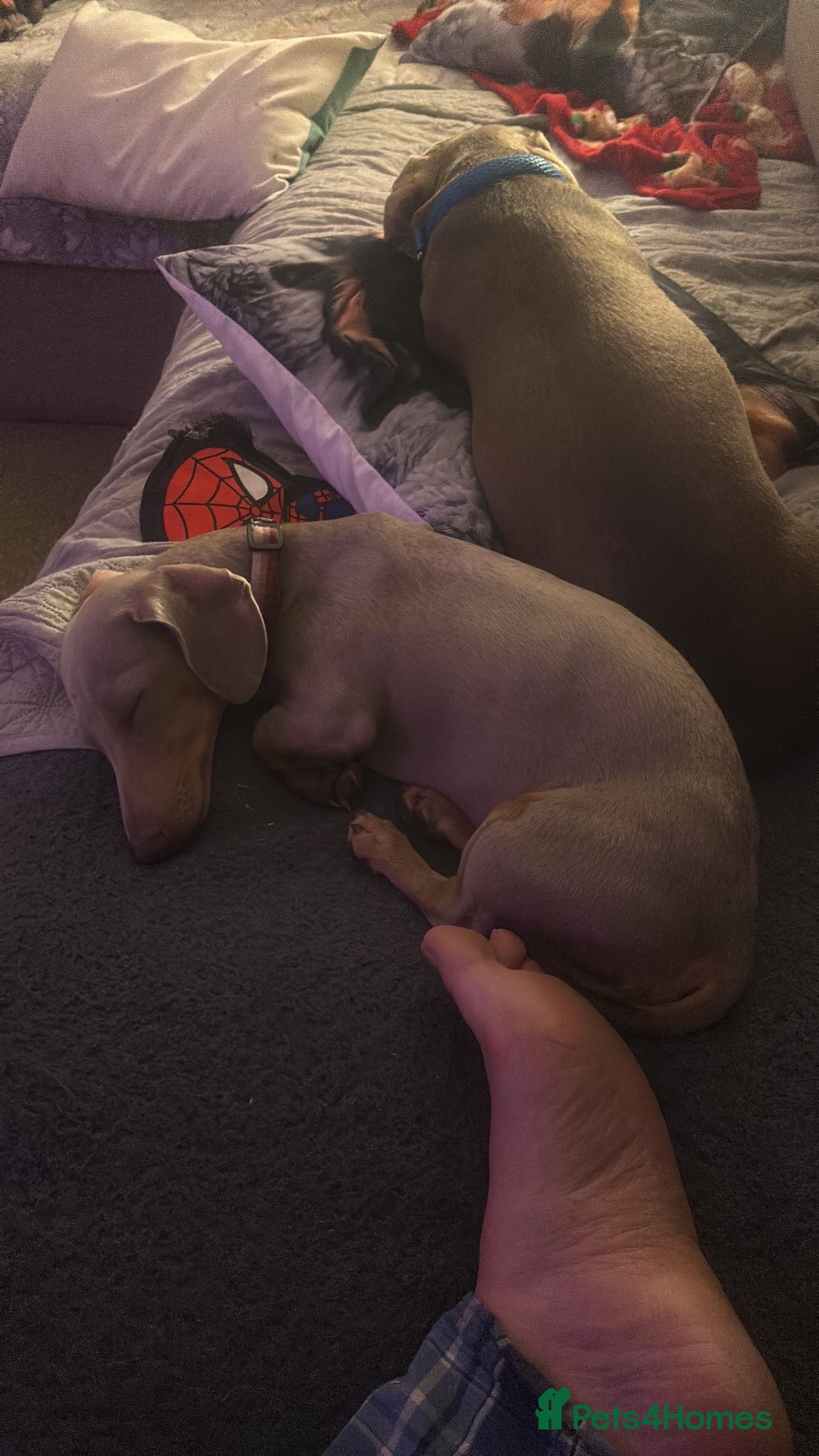 Dachshund dogs Looking for a good home  - Advert 1